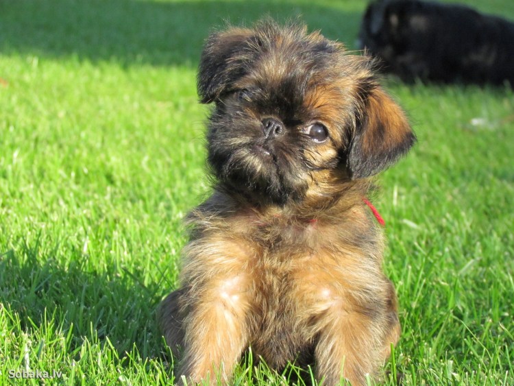 Аффен терьер