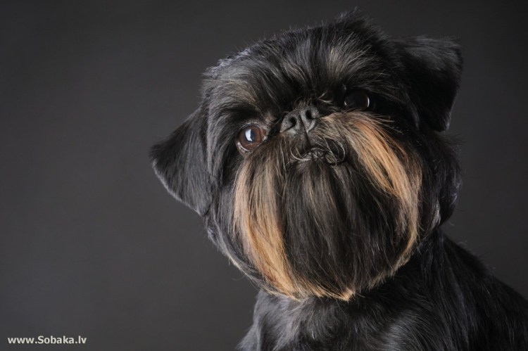 Гриффон Брюссельский жесткошерстный