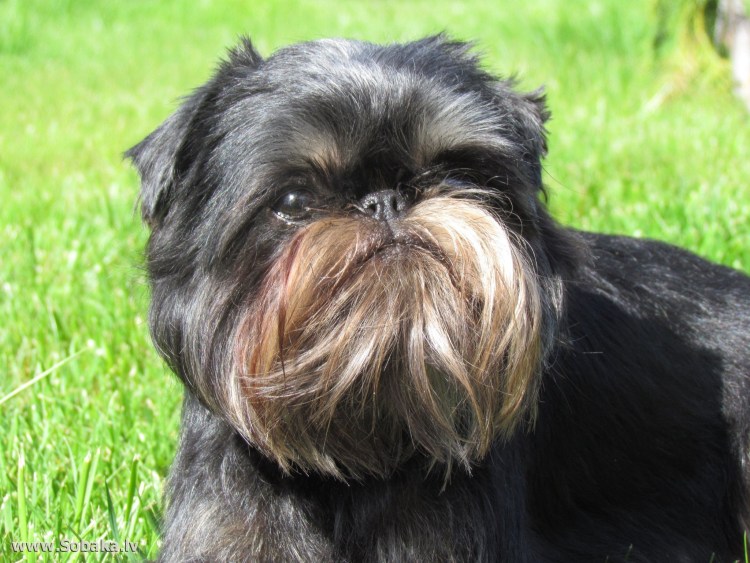 Гриффон бельгийский бородатый