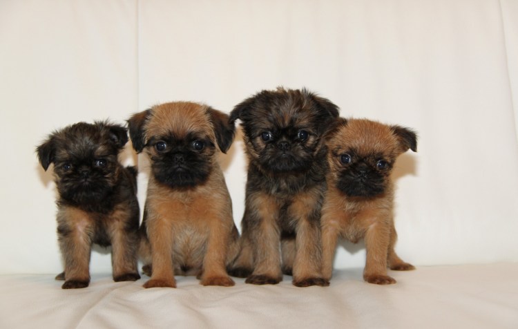 Порода гриффон Пти брабансон