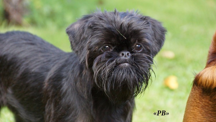 Ирландский гриффон