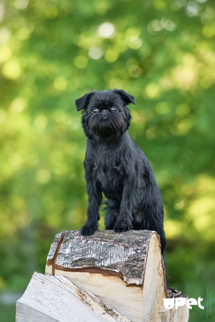 Брюссельский гриффон