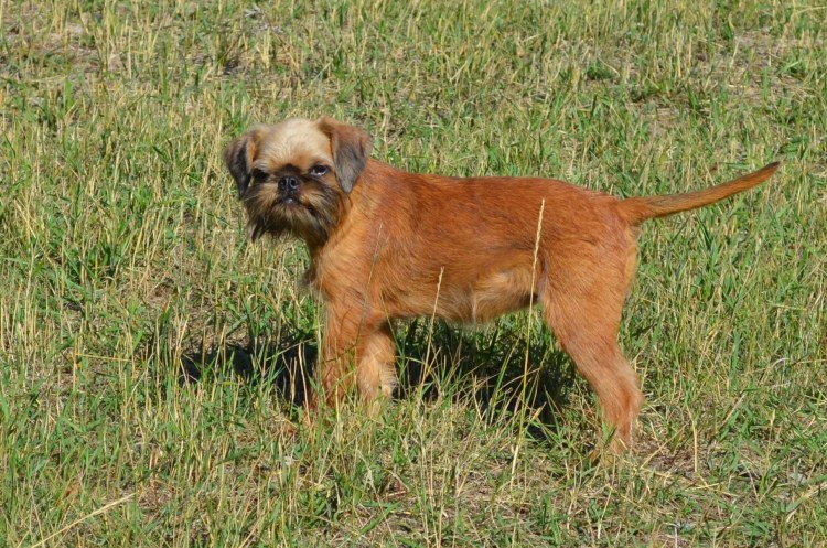 Бельгийский гриффон борода