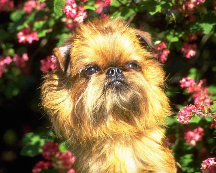 Бельгийский гриффон Урфин