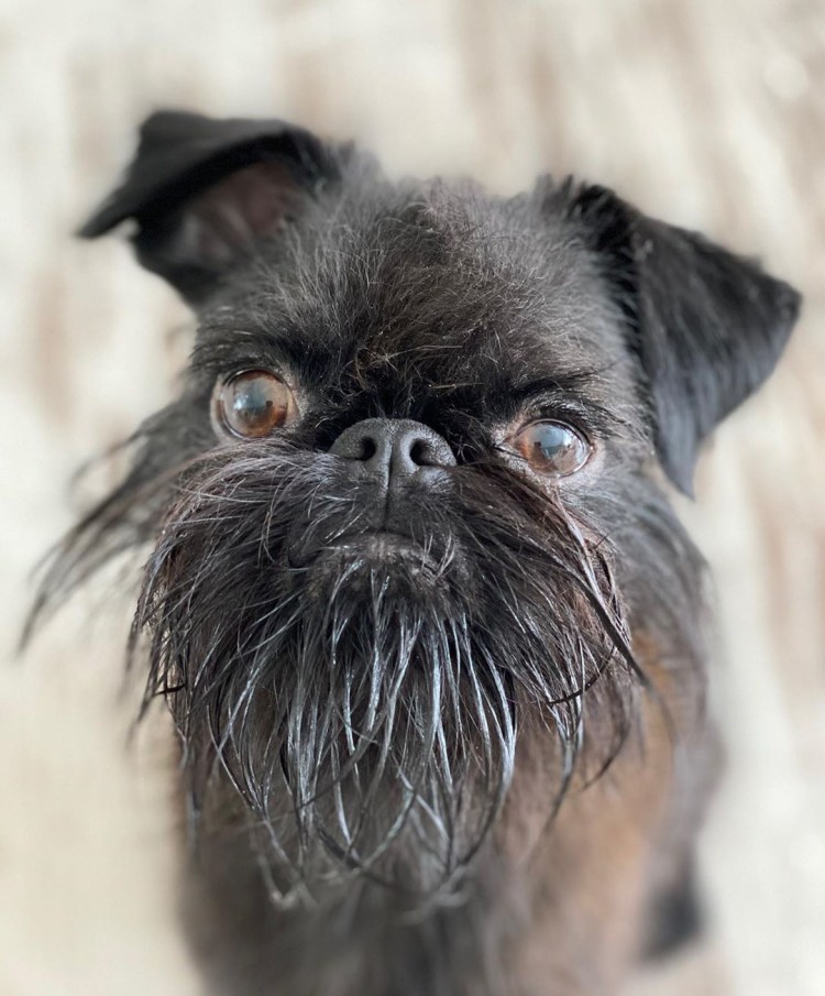 Бельгийский гриффон мини