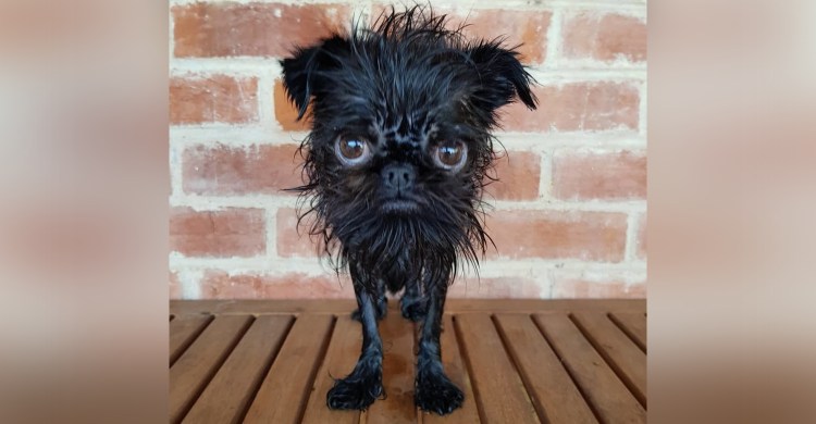 Брюссельский гриффон