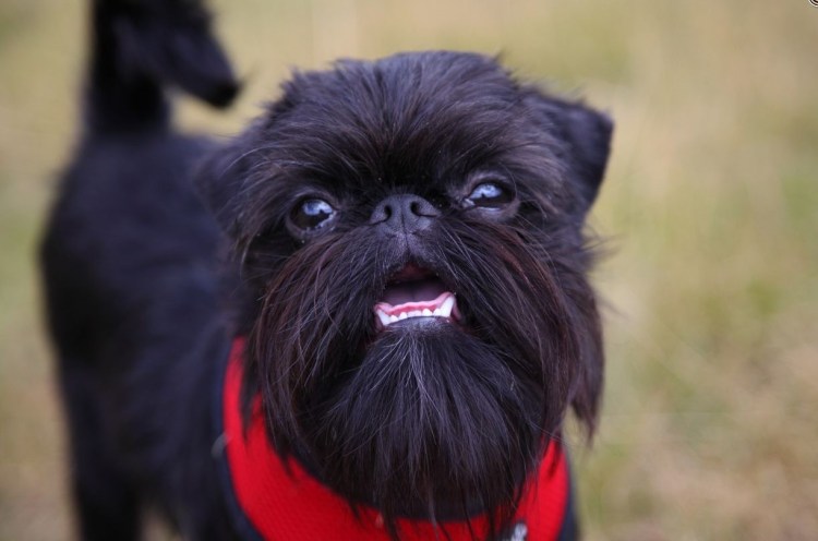 Гриффон порода собак