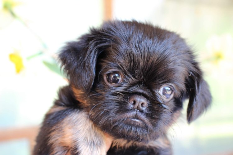 Брюссельский гриффон собака