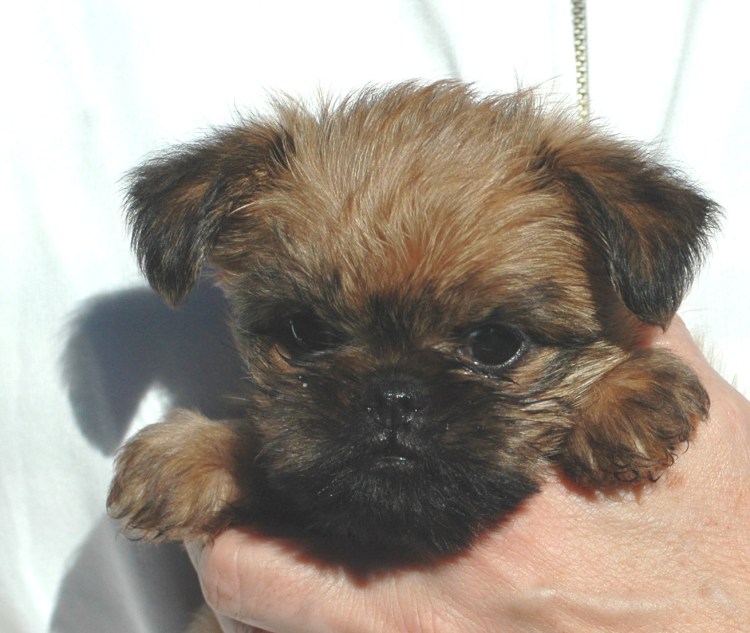 Брюссельский гриффон гладкошерстный