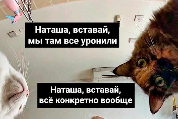 Мем Наташа вставай мы все уронили