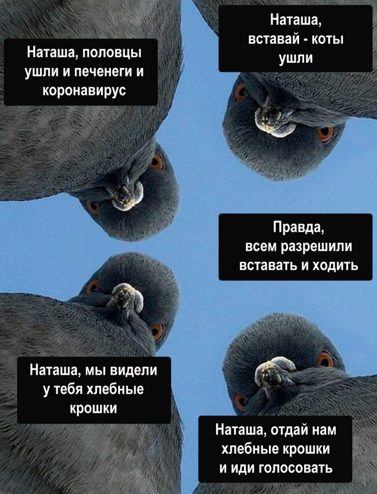 Мем Наташа вставай мы все уронили