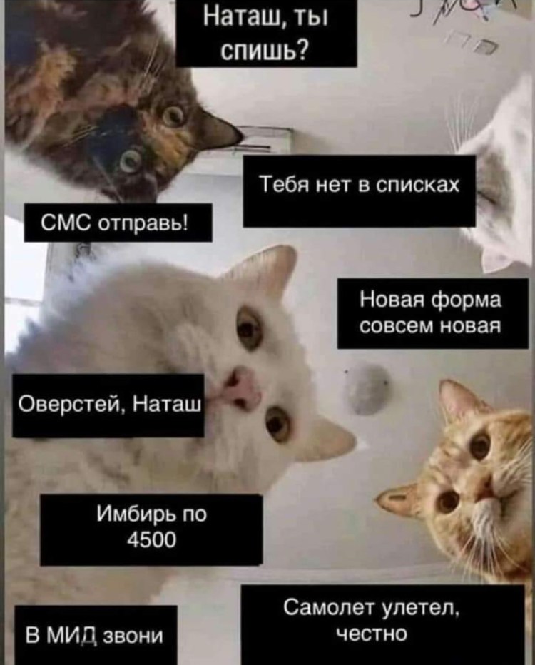 Наташа Проснись коты