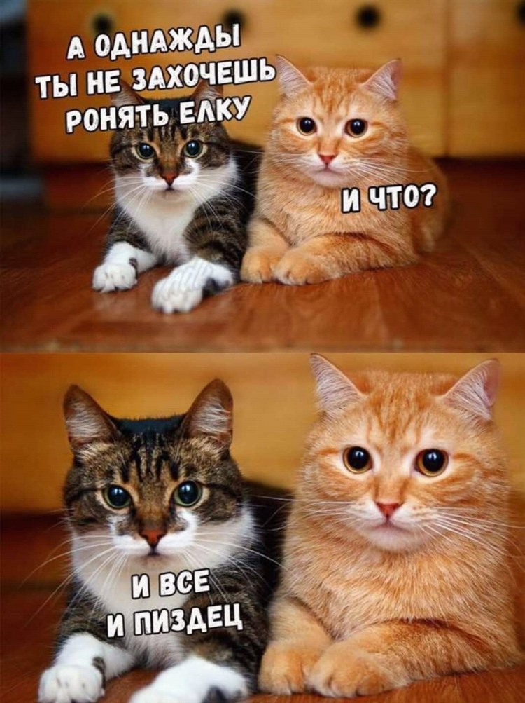 Кошки Наташа мы все уронили