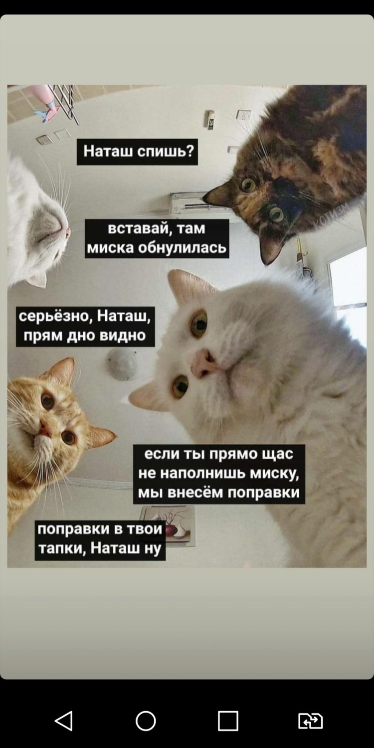 Наташа с праздником коты
