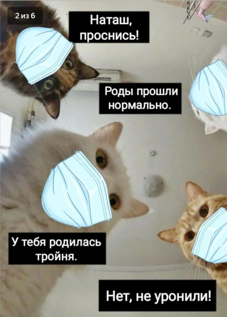 Наташа вставай коты