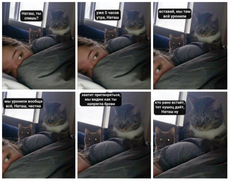 Наташа и коты