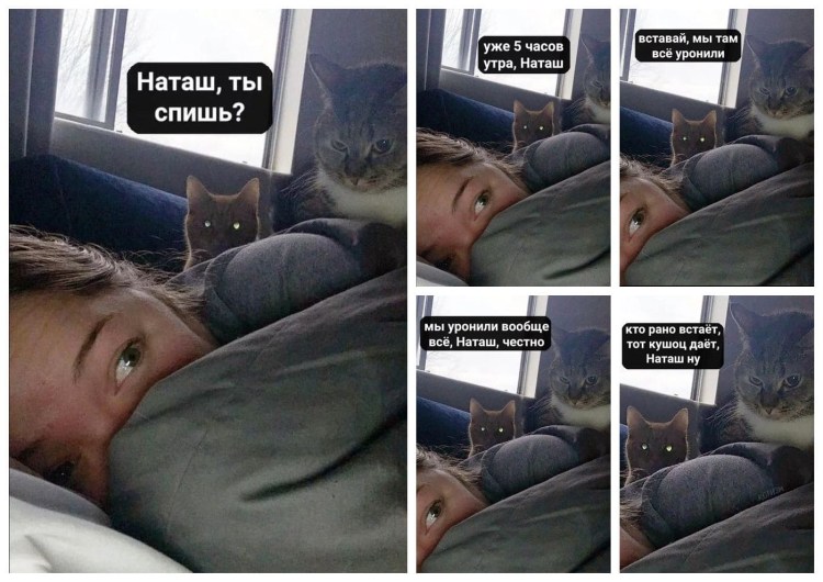 Наташа и коты