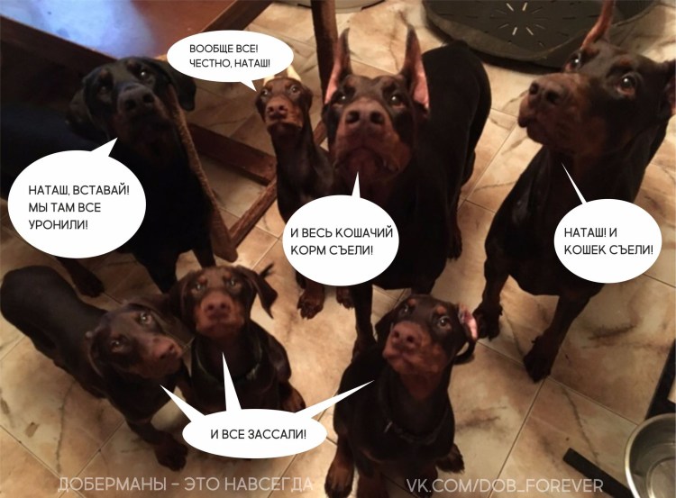 Мемы с котами и Наташей