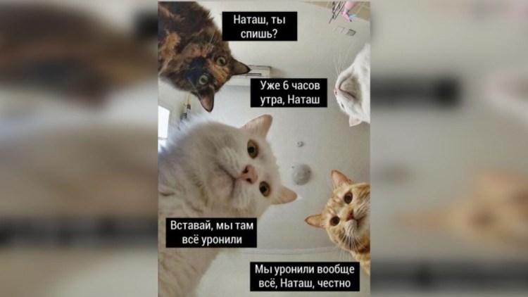 Наташ Мем с котом