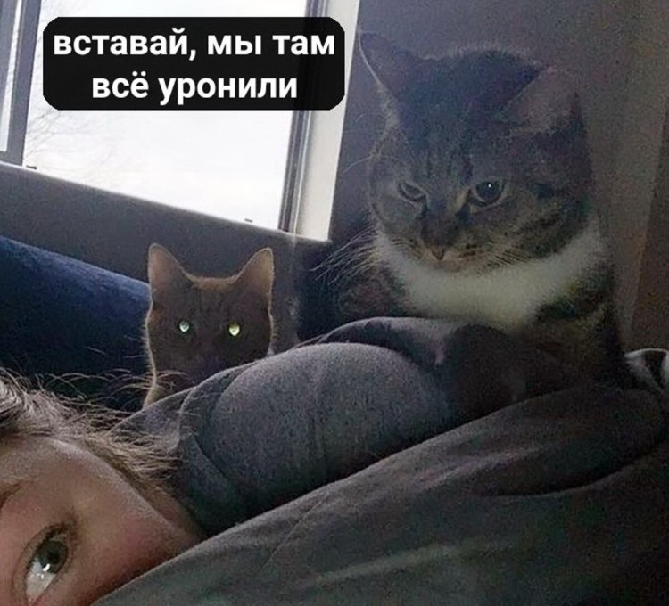 Мемы с котами и Наташей