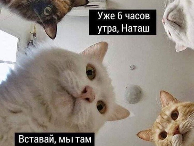 Наташа с днём рождения котики