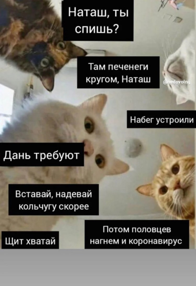 Мемы с котами и Наташей