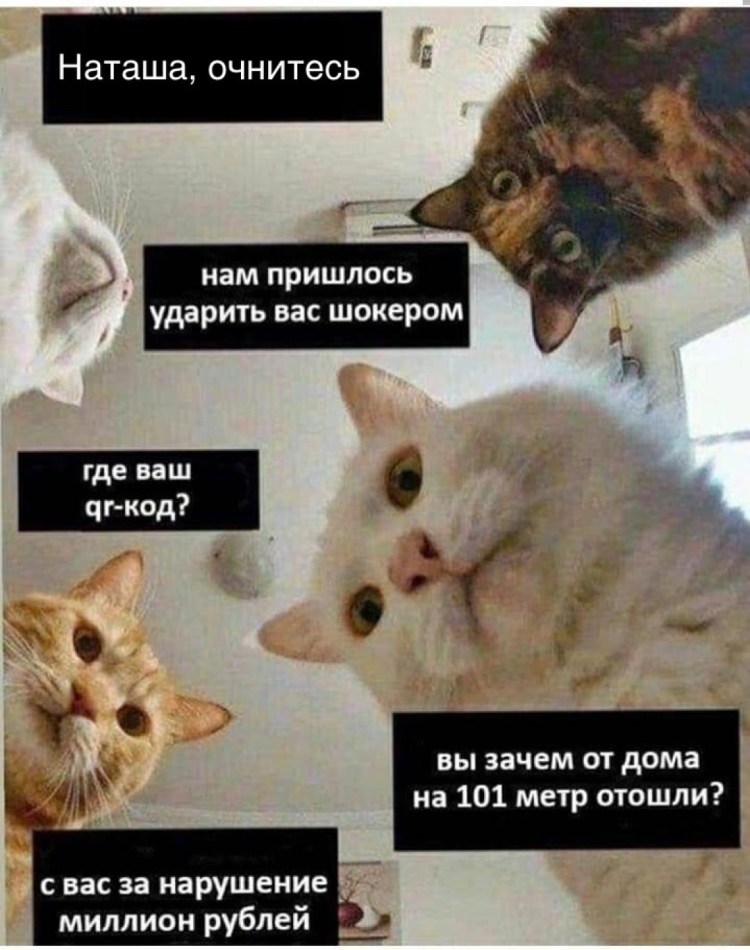 Доброе утро Наташа коты