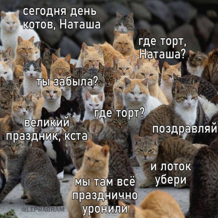 Мемы с котом