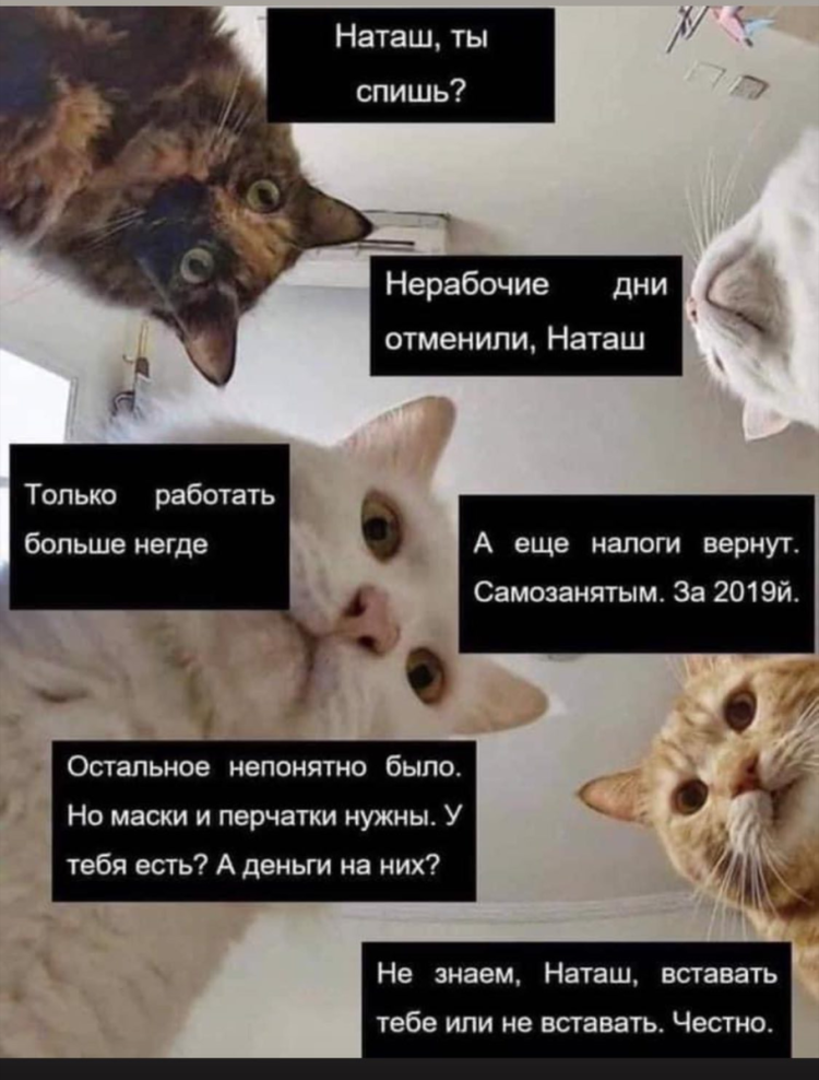 Мемы с котами и Наташей