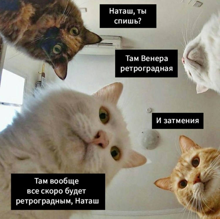 Коты будят хозяев