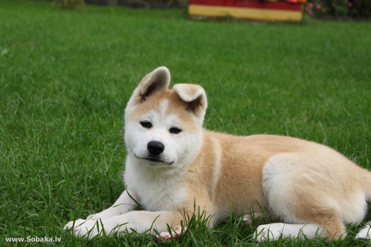 Порода собак Акита
