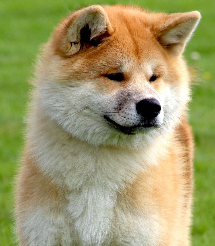 Акита ину Хатико