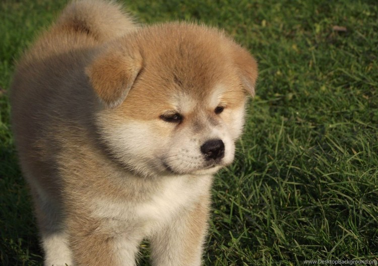 Милые щенки Акита ину