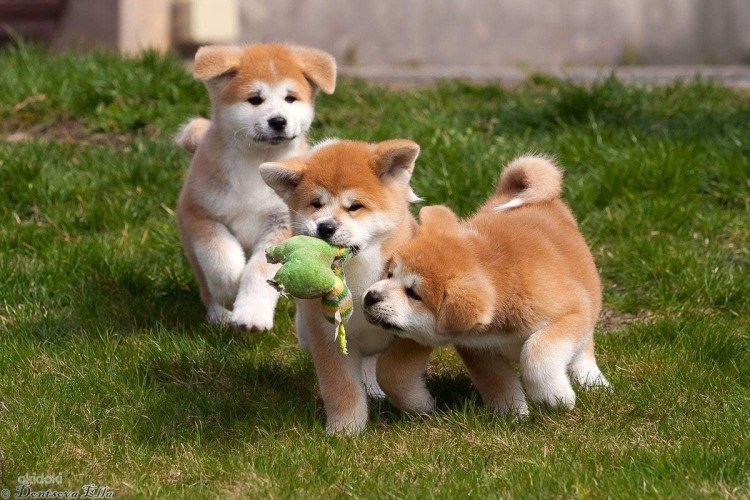 Кутята Акита ину