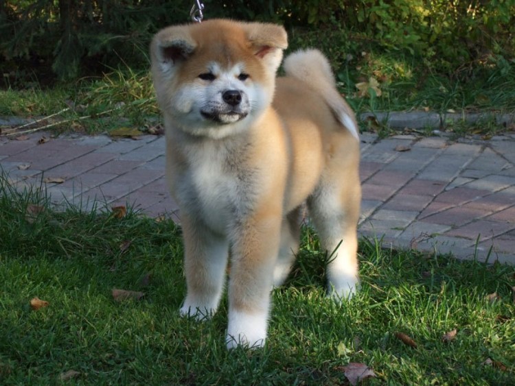 Рюкю ину собака