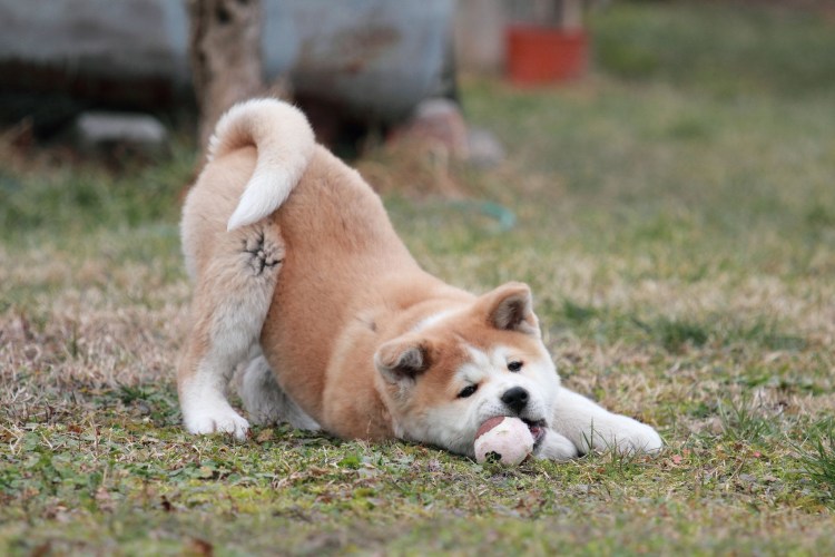 Японская собака Акита