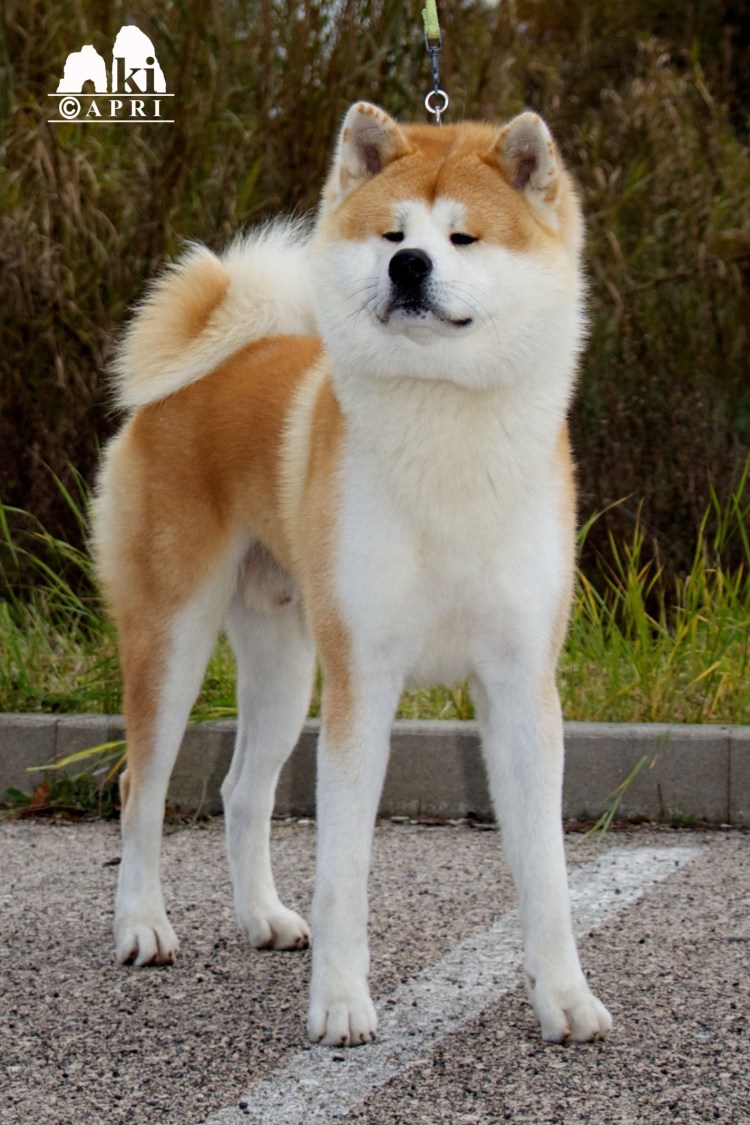 Акита Хатико