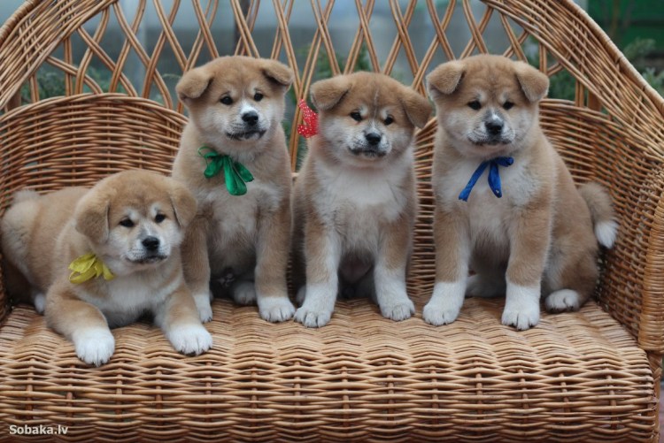 Акита ину щенок