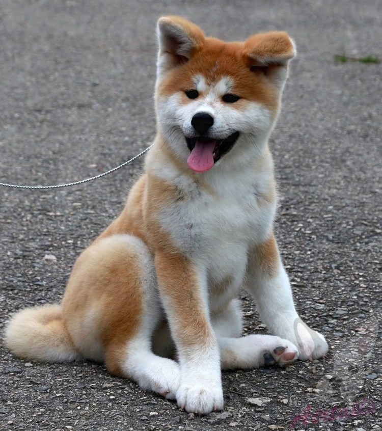 Японская Акита