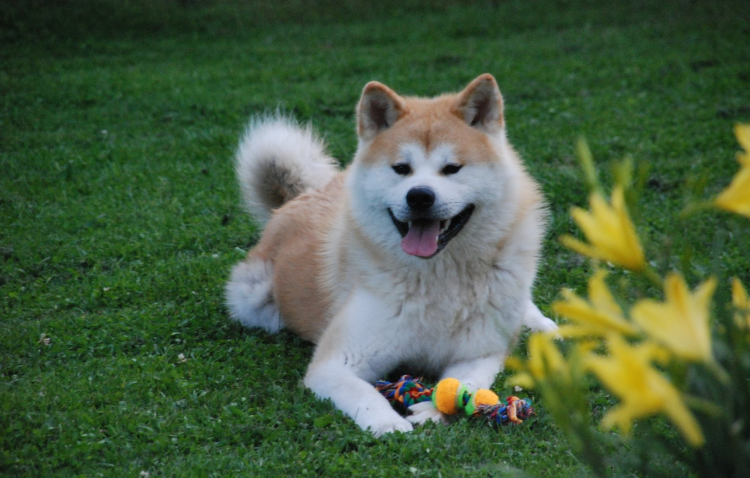 Аляскинский Акита ину