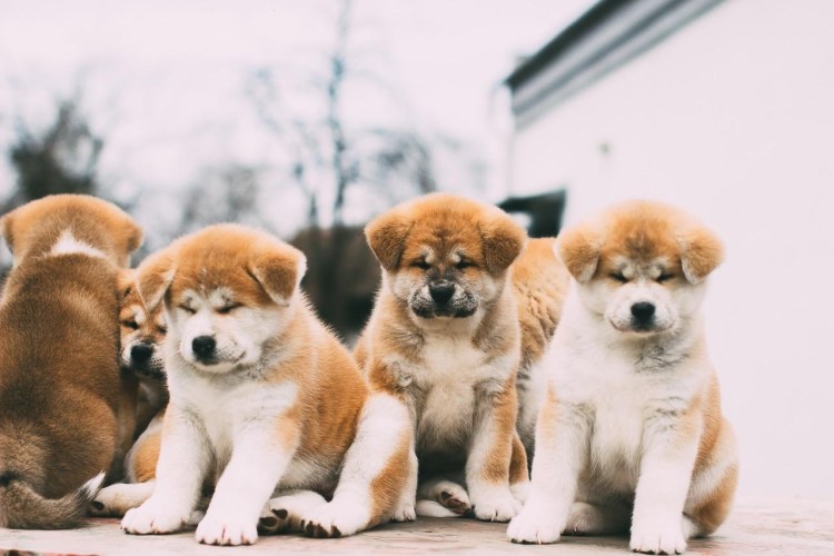 Акита ину щенок