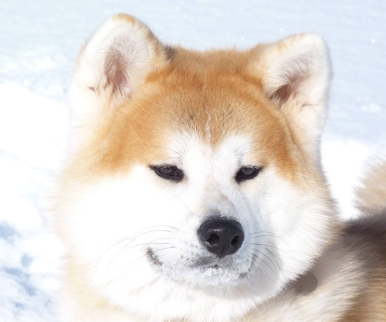 Хаски Хатико