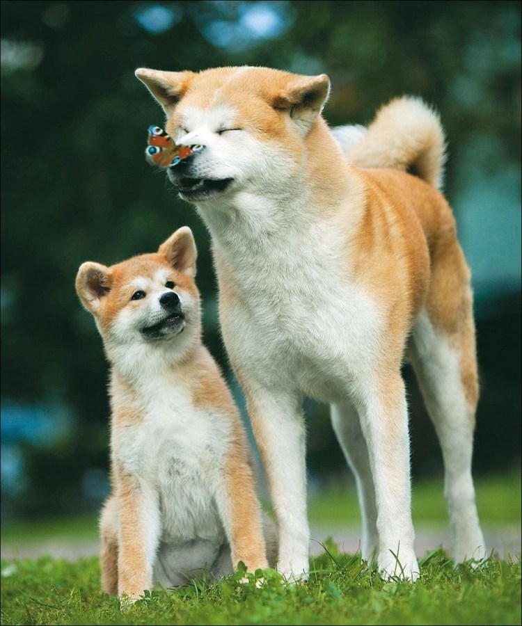 Мини Акита ину