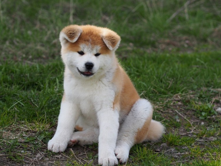 Акита ину рыжая