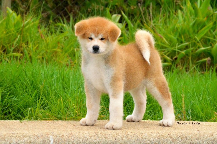 Акита ину детеныш