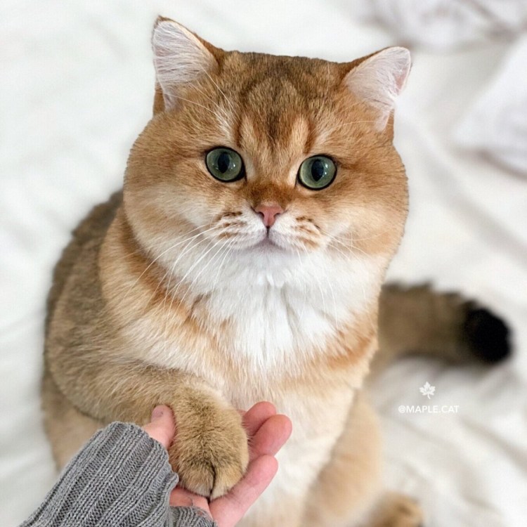 Британская кошка Золотая шиншилла