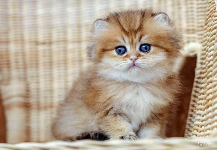 Британец Золотая шиншилла котенок
