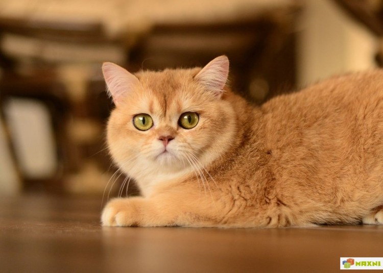 Шотландская короткошерстная Золотая шиншилла