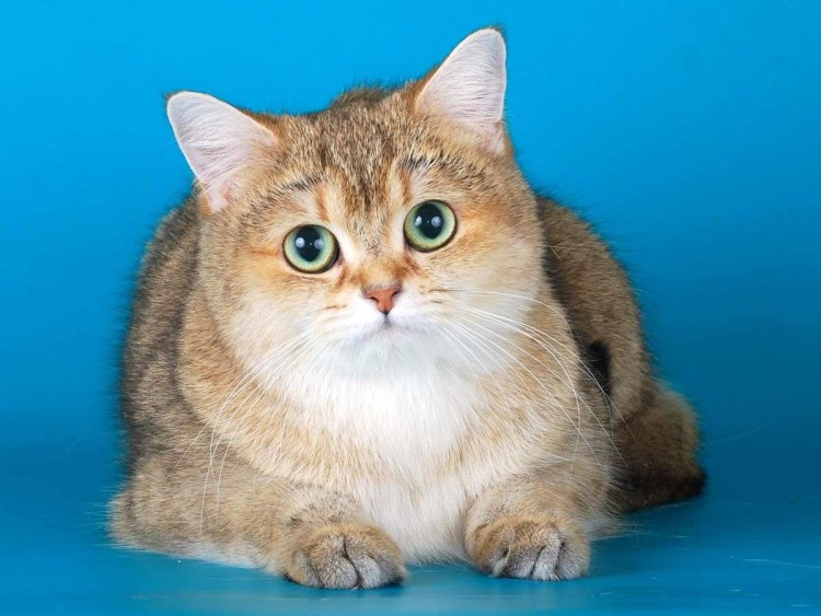 Шотландская короткошерстная Золотая шиншилла