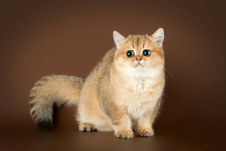 Британская шиншилла Золотая тикированная